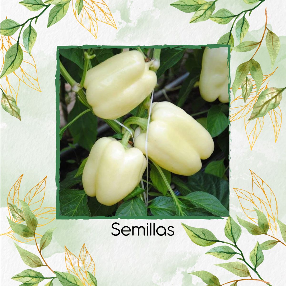 GENERICO - 1.400 Semillas Orgánicas De Pimentón Blanco