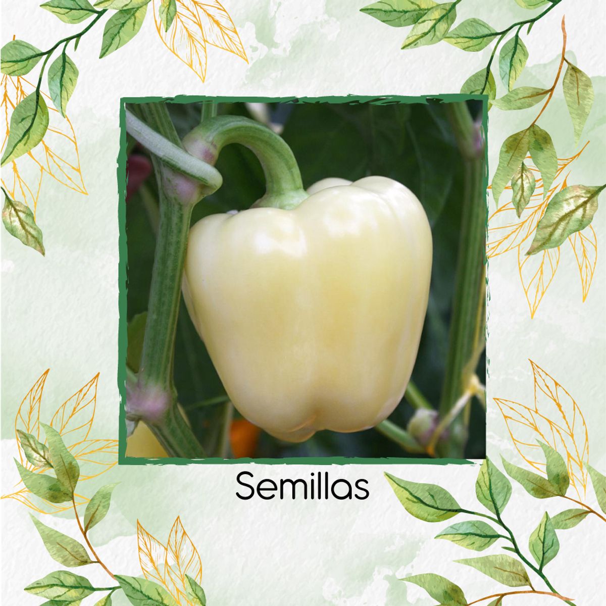 GENERICO - 1.400 Semillas Orgánicas De Pimentón Blanco