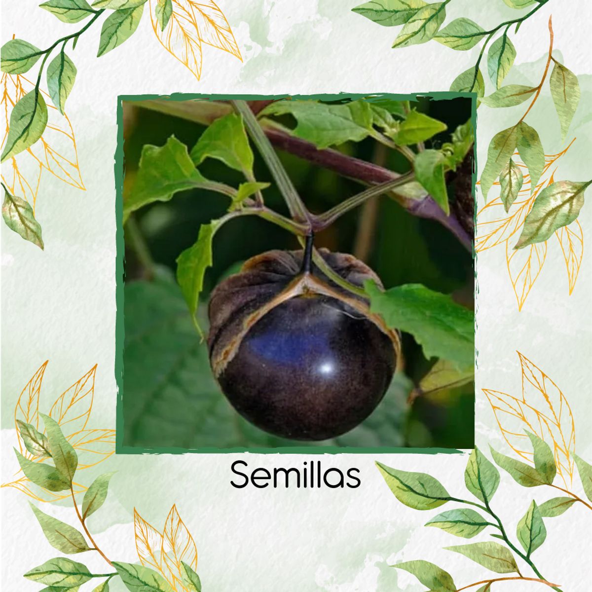 GENERICO - 40 Semillas Orgánicas De Tomatillo Mexicano Morado