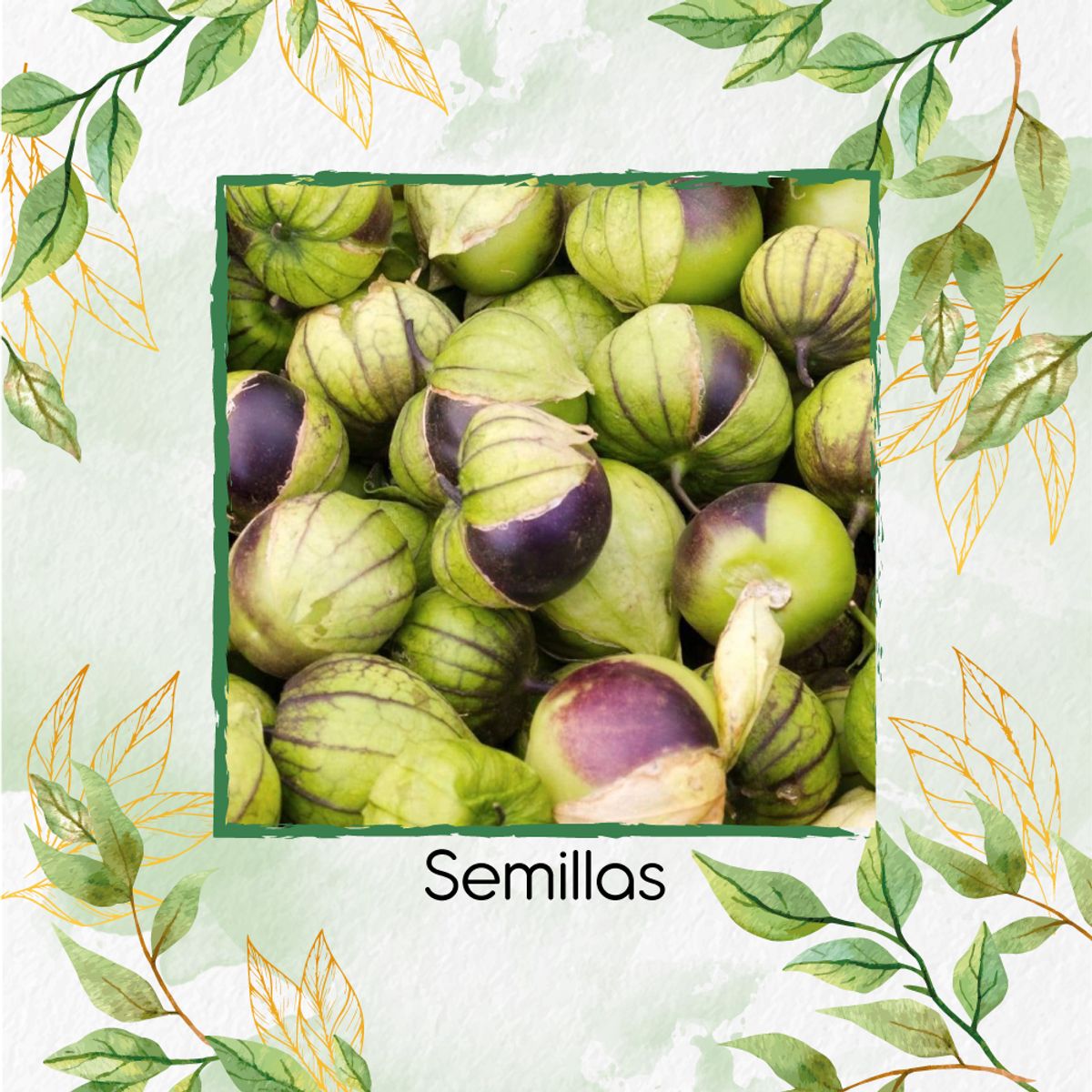 GENERICO - 40 Semillas Orgánicas De Tomatillo Mexicano Morado