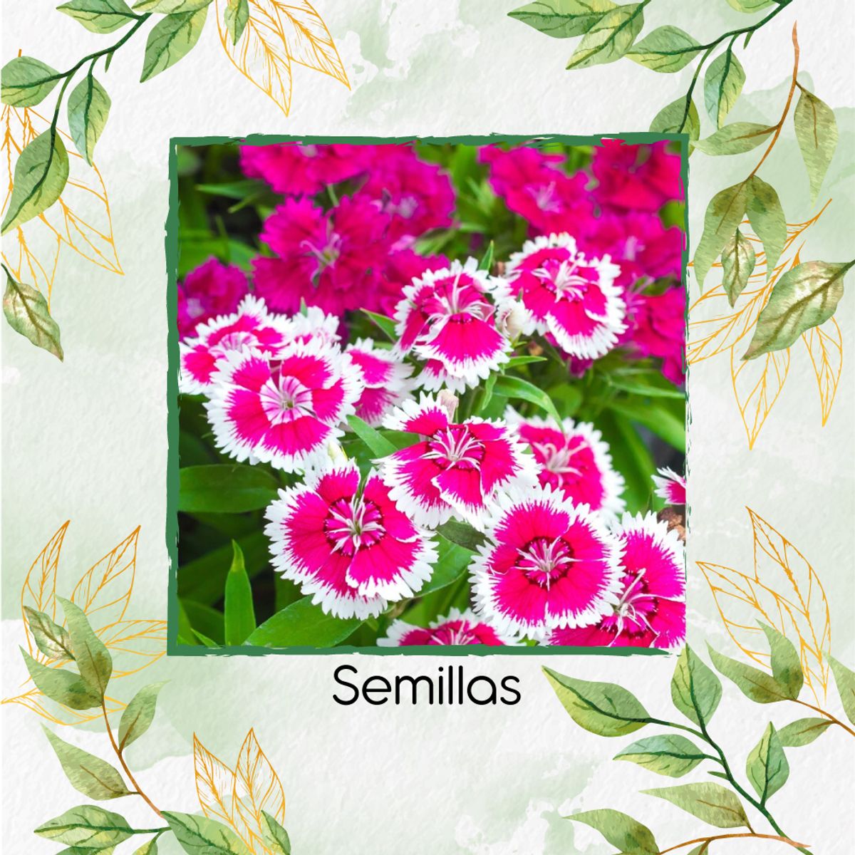 GENERICO - 1.000 Semillas Orgánicas De Flor Clavel Chino Baby Doll