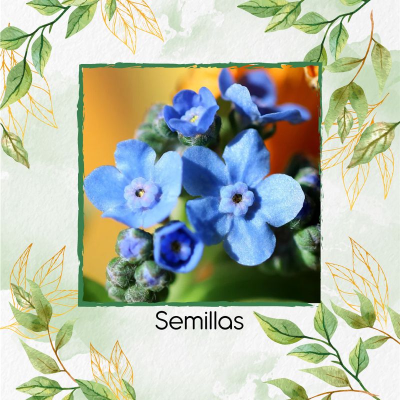 GENERICO - 1.000 Semillas Orgánicas De Flor No Me Olvides Amabile