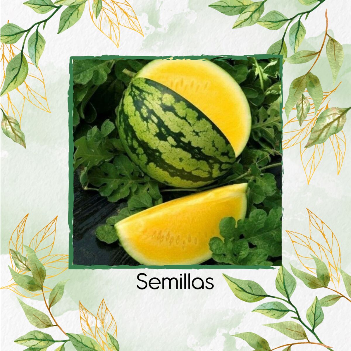GENERICO - 10 Semillas Orgánicas De Sandía Pulpa Amarilla Moon & Stars