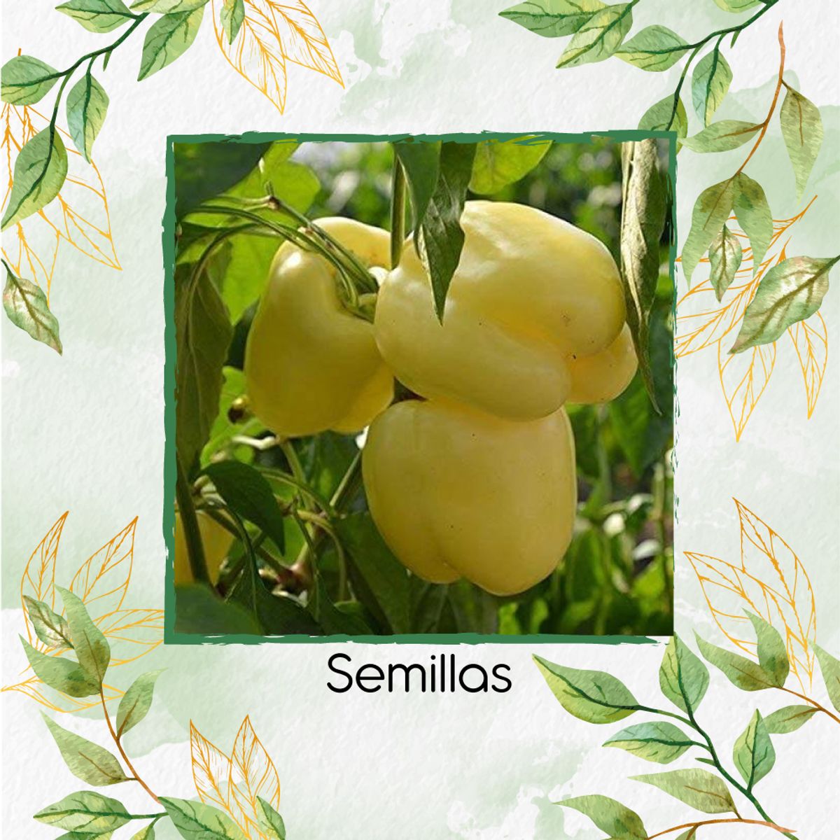 GENERICO - 18 Semillas Orgánicas De Pimentón Crema