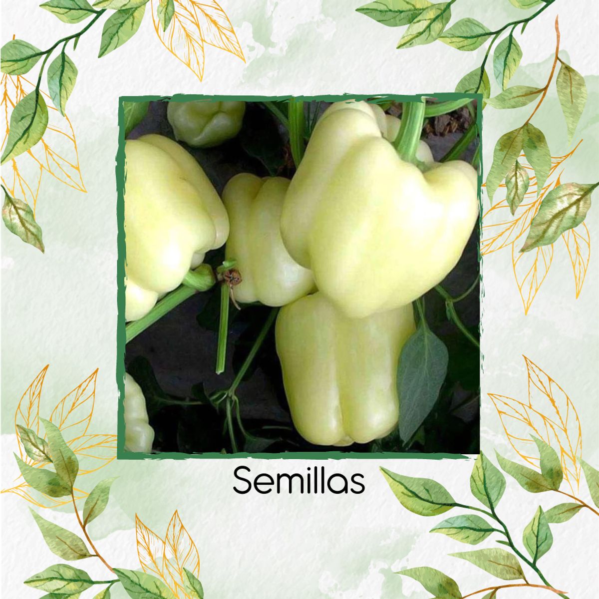 GENERICO - 18 Semillas Orgánicas De Pimentón Crema