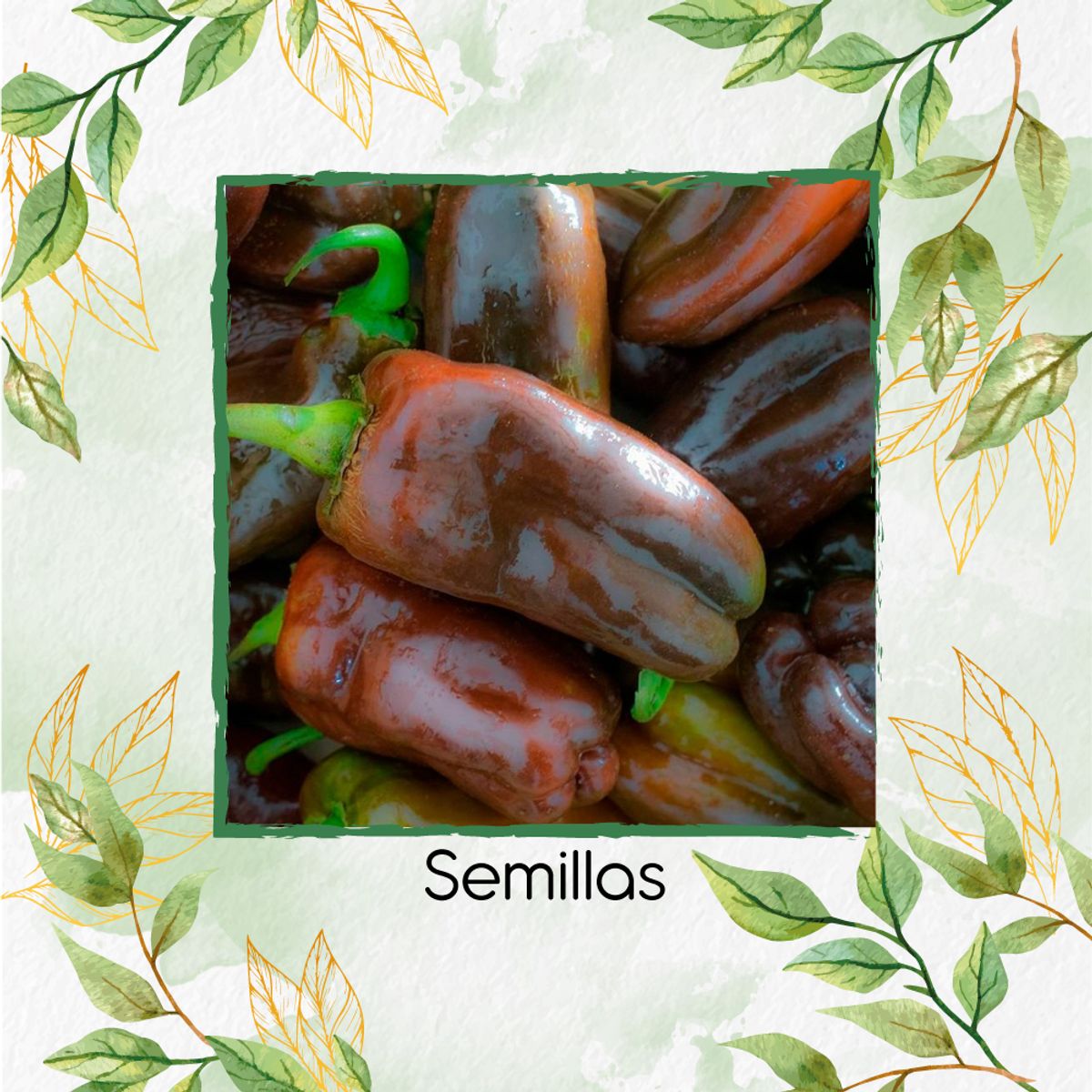 GENERICO - 1.400 Semillas Orgánicas De Pimentón Chocolate