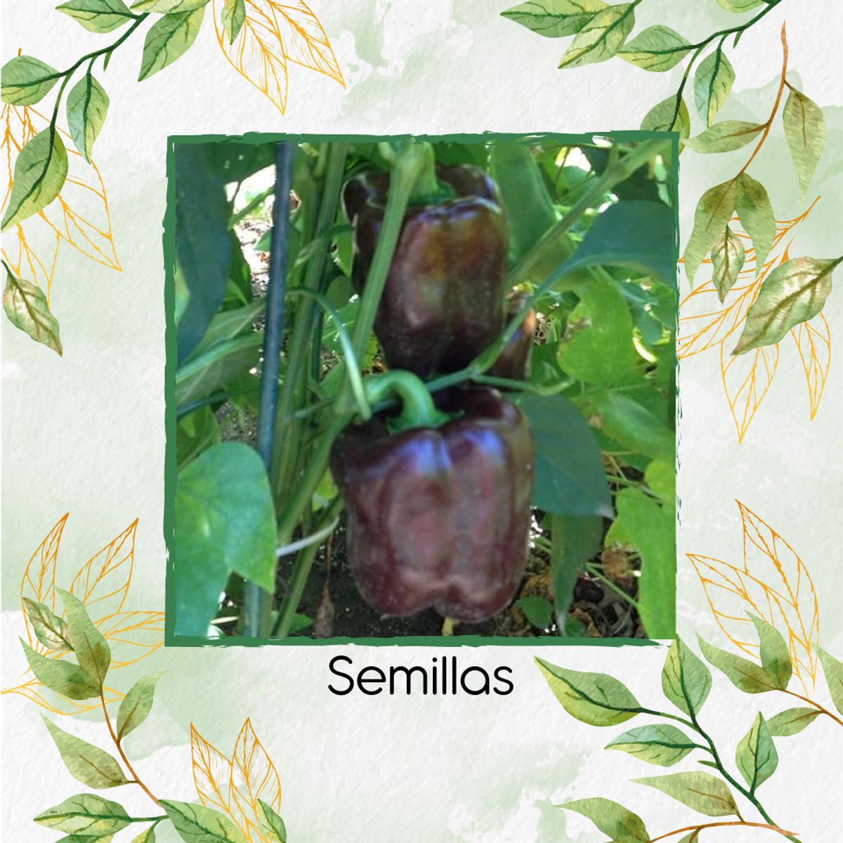 GENERICO - 1.400 Semillas Orgánicas De Pimentón Chocolate