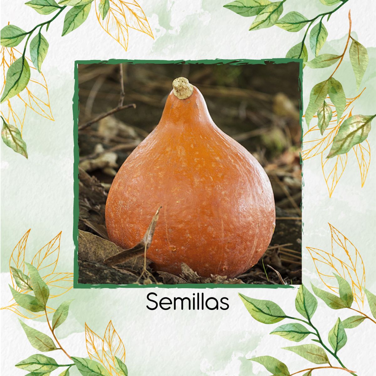 GENERICO - 5 Semillas Orgánicas De Auyama Japonesa Baby Roja