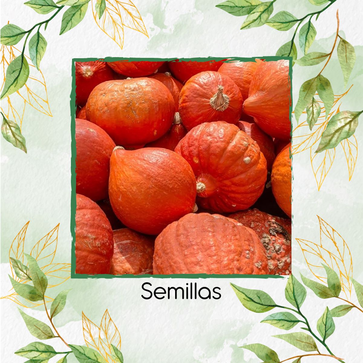 GENERICO - 5 Semillas Orgánicas De Auyama Japonesa Baby Roja