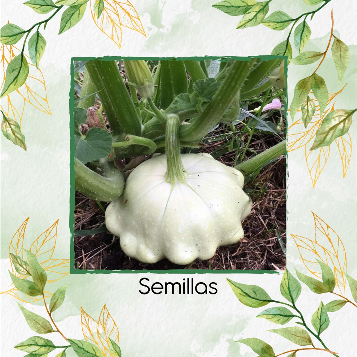 GENERICO - 20 Semillas Orgánicas De Auyama Scallopini Blanca