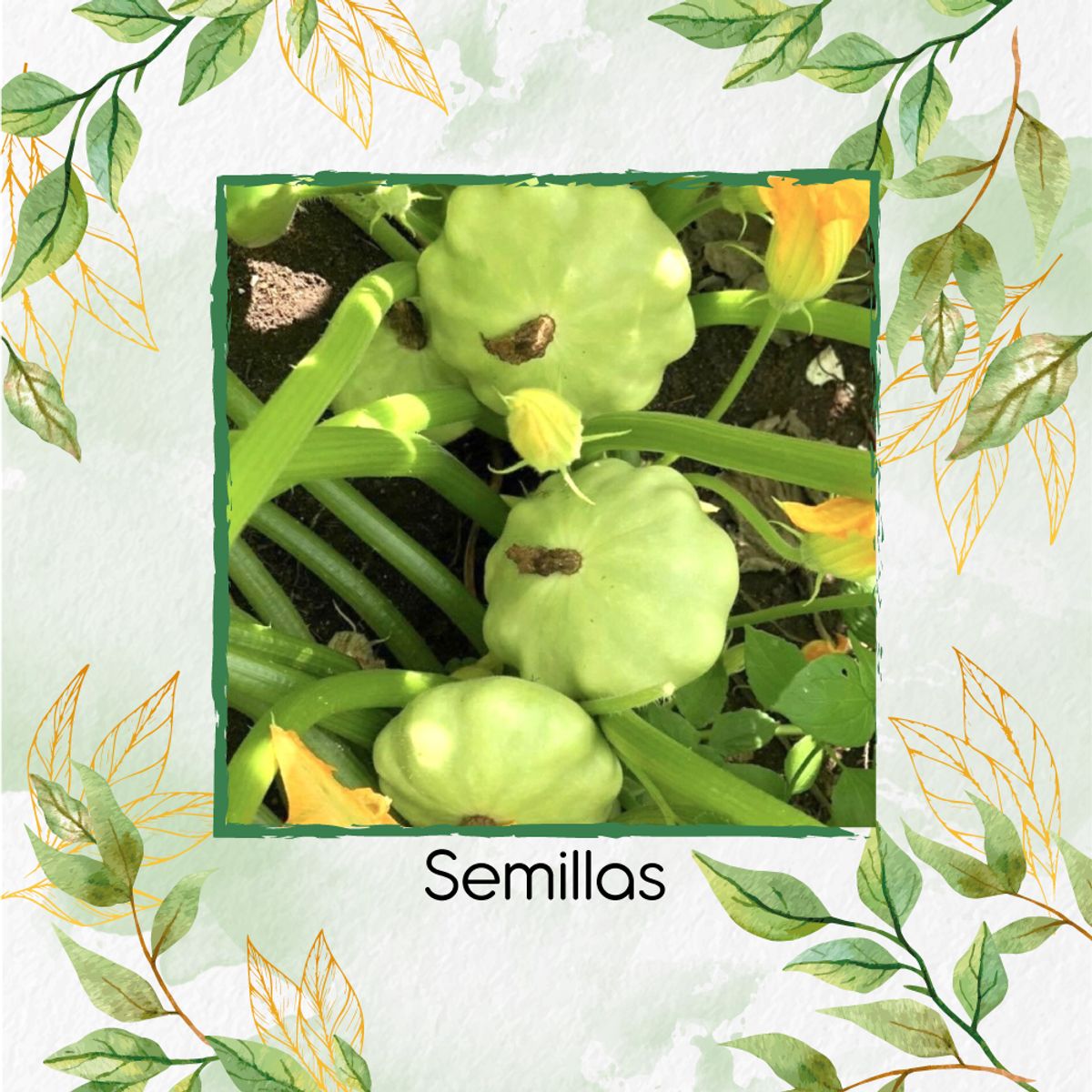 GENERICO - 20 Semillas Orgánicas De Auyama Scallopini Blanca