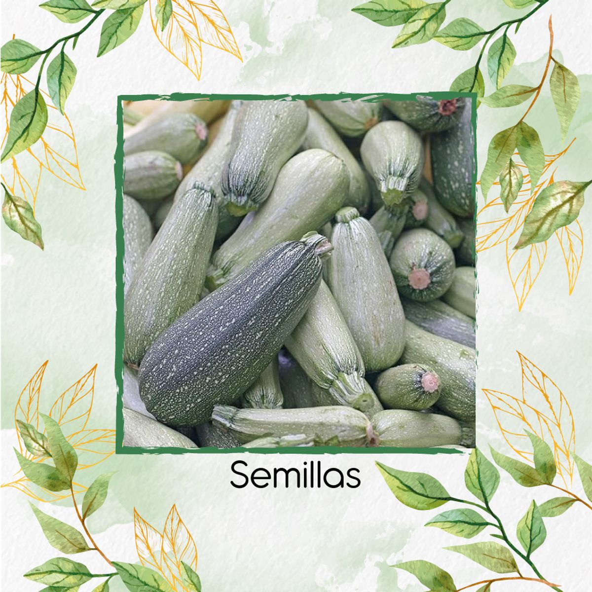 GENERICO - 15 Semillas Orgánicas De Zucchini Italiano Gris