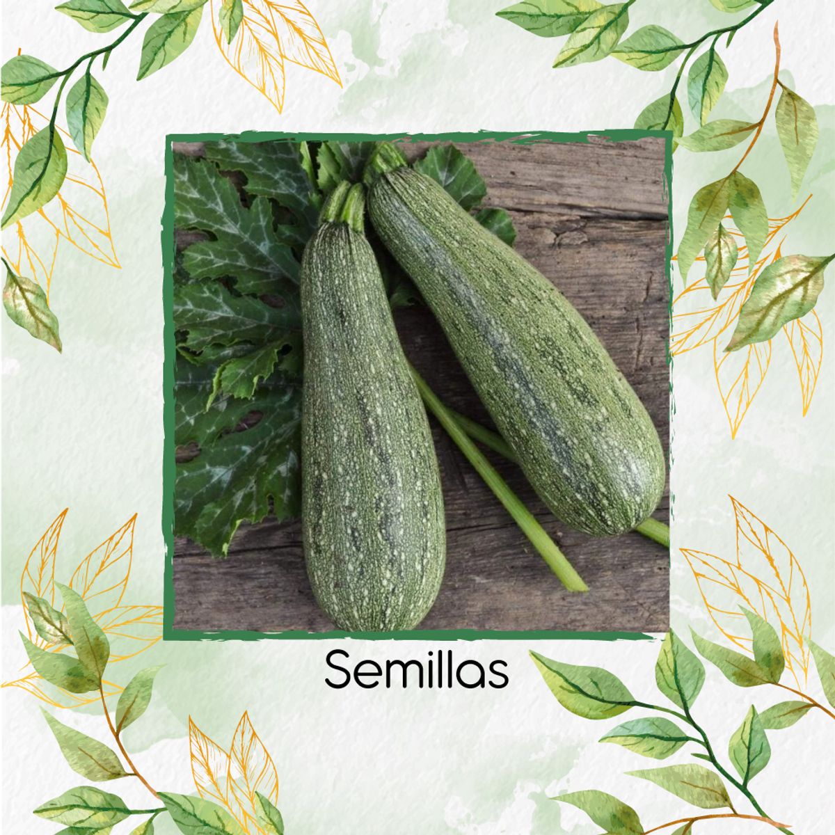 GENERICO - 15 Semillas Orgánicas De Zucchini Italiano Gris