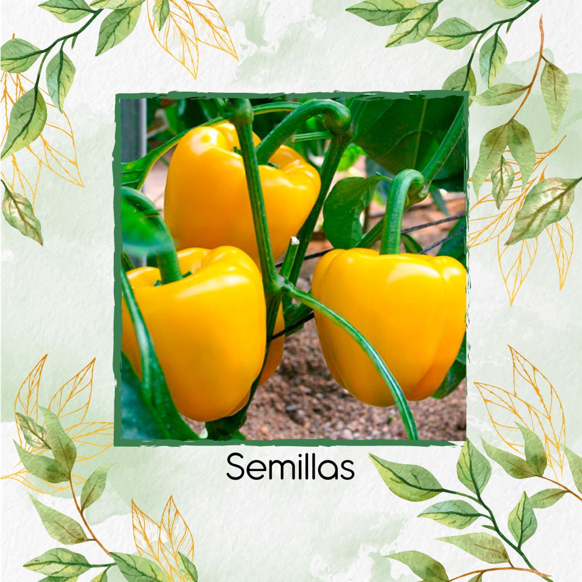 GENERICO - 35 Semillas Orgánicas De Pimentón Dorado