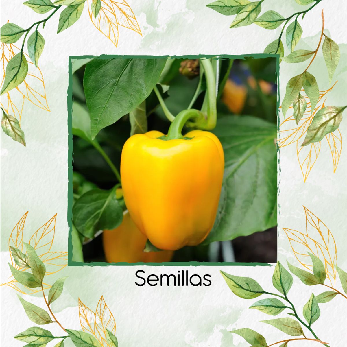 GENERICO - 35 Semillas Orgánicas De Pimentón Dorado