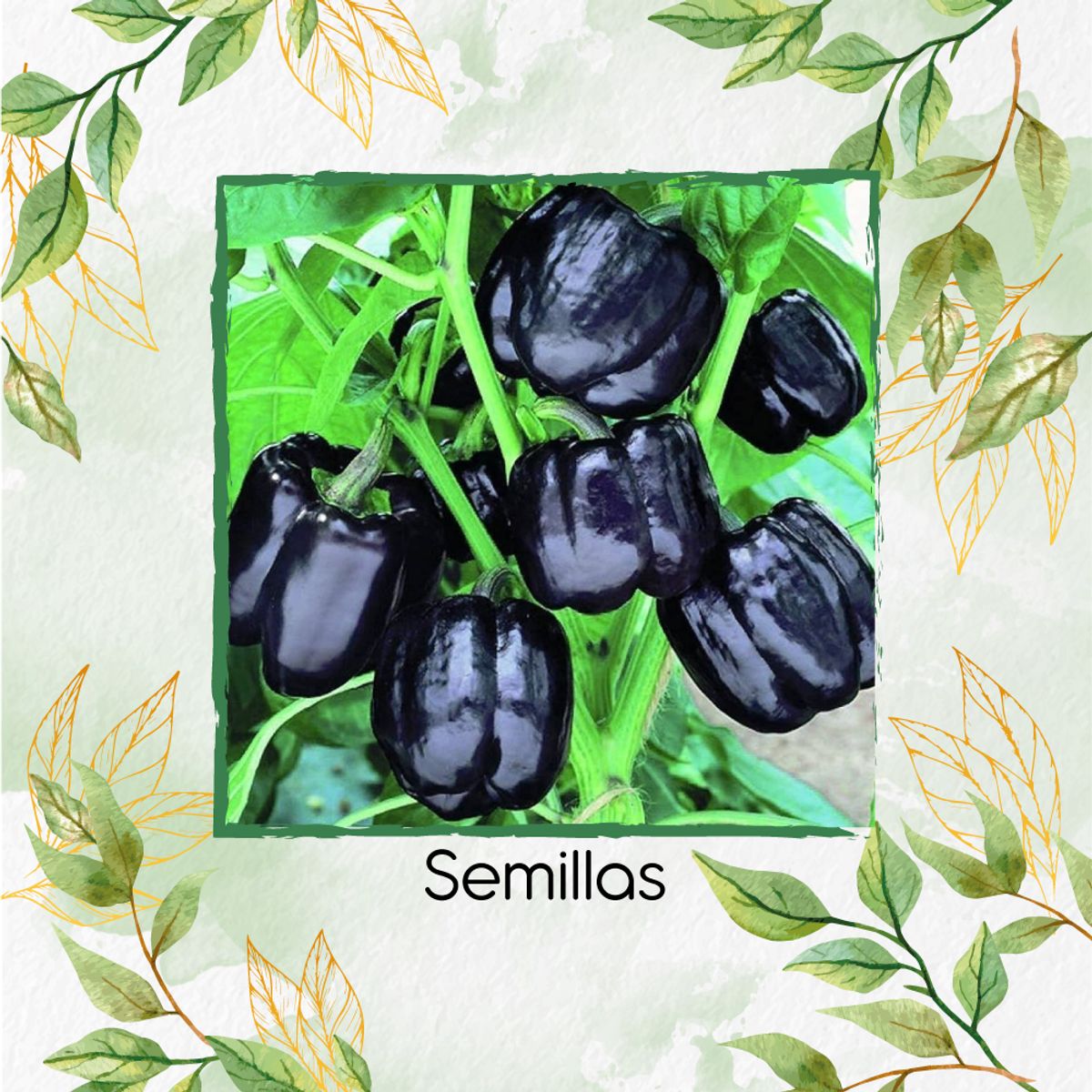 GENERICO - 35 Semillas Orgánicas De Pimentón Negro