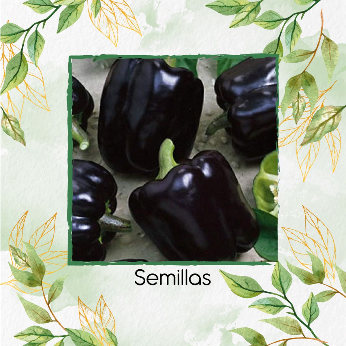 GENERICO - 35 Semillas Orgánicas De Pimentón Negro