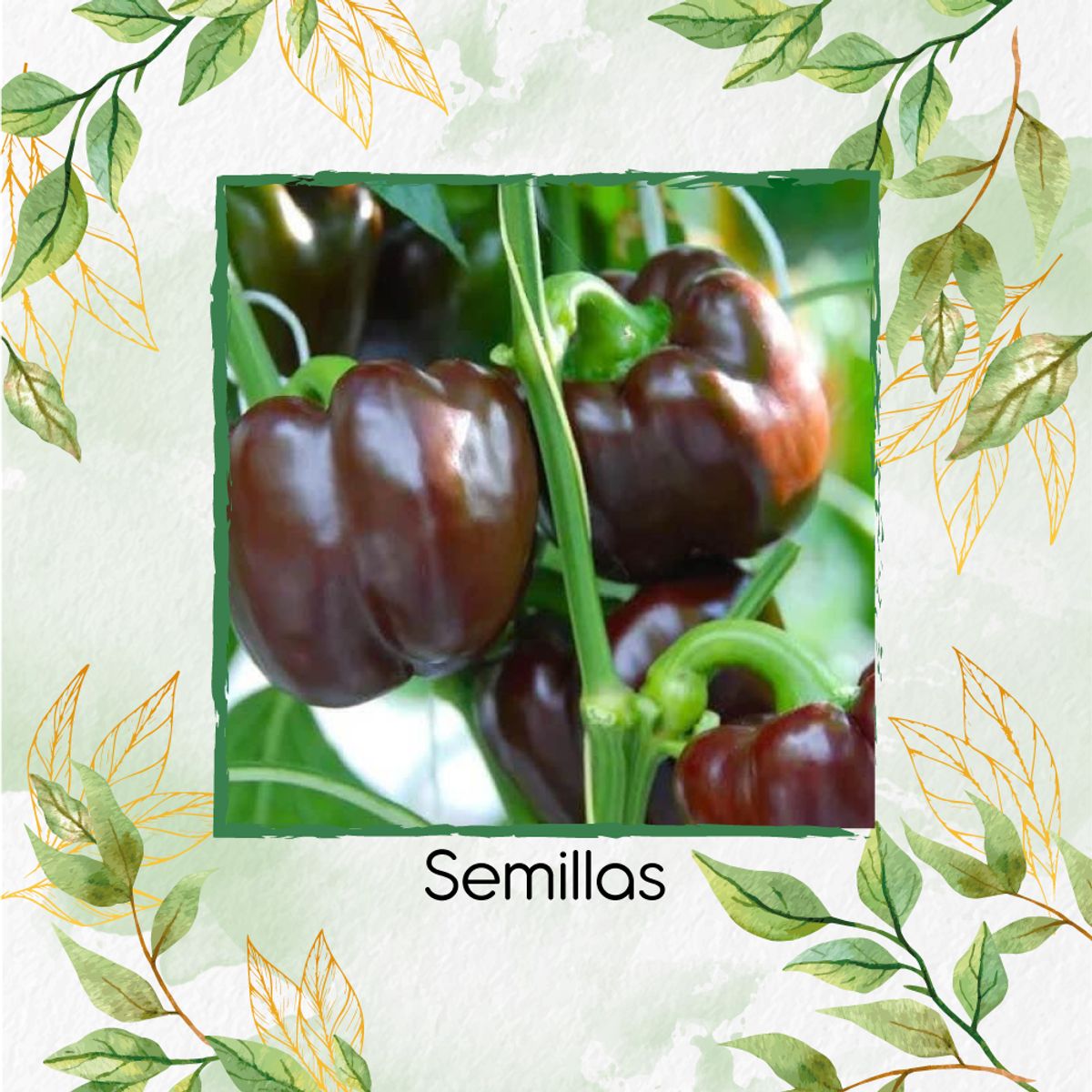 GENERICO - 35 Semillas Orgánicas De Pimentón Cherry Chocolate