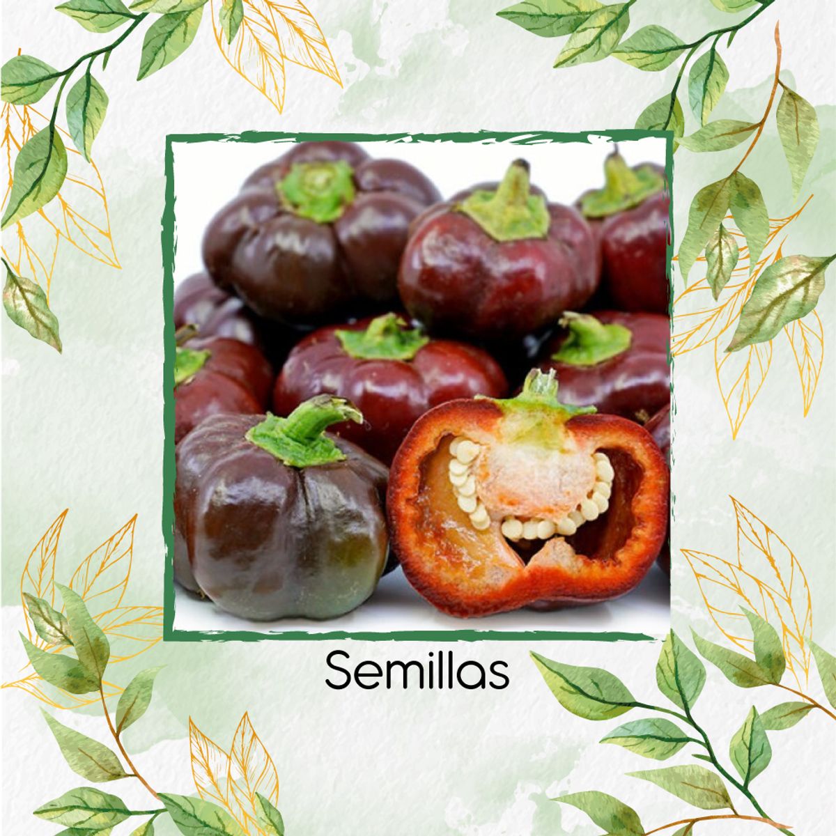 GENERICO - 35 Semillas Orgánicas De Pimentón Cherry Chocolate