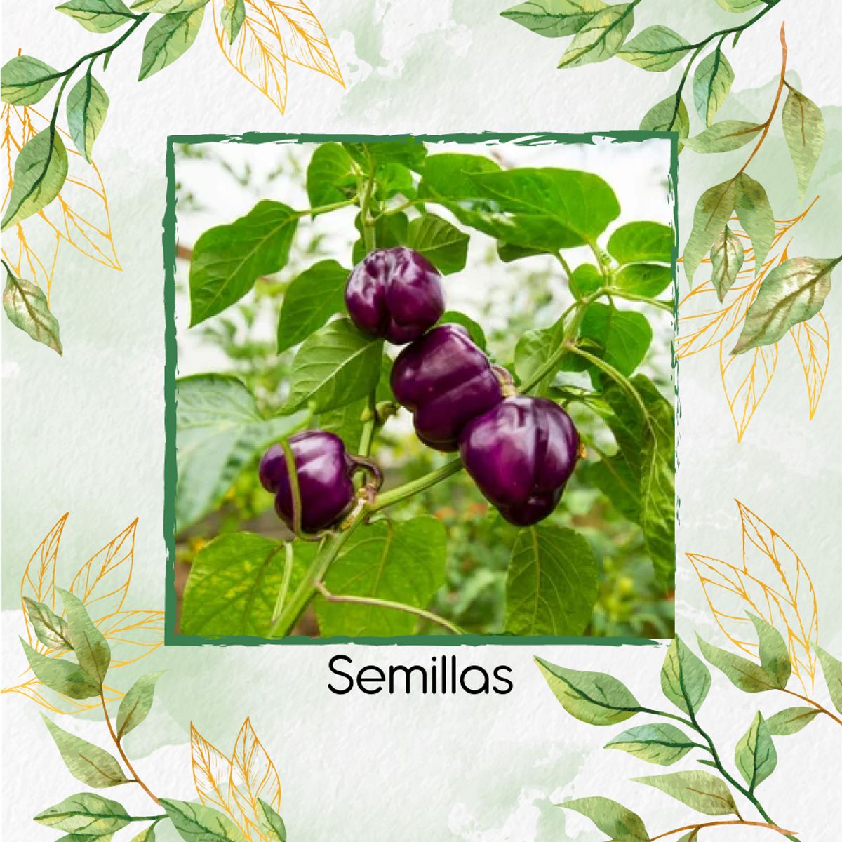 GENERICO - 1.400 Semillas Orgánicas De Pimentón Cherry Morado
