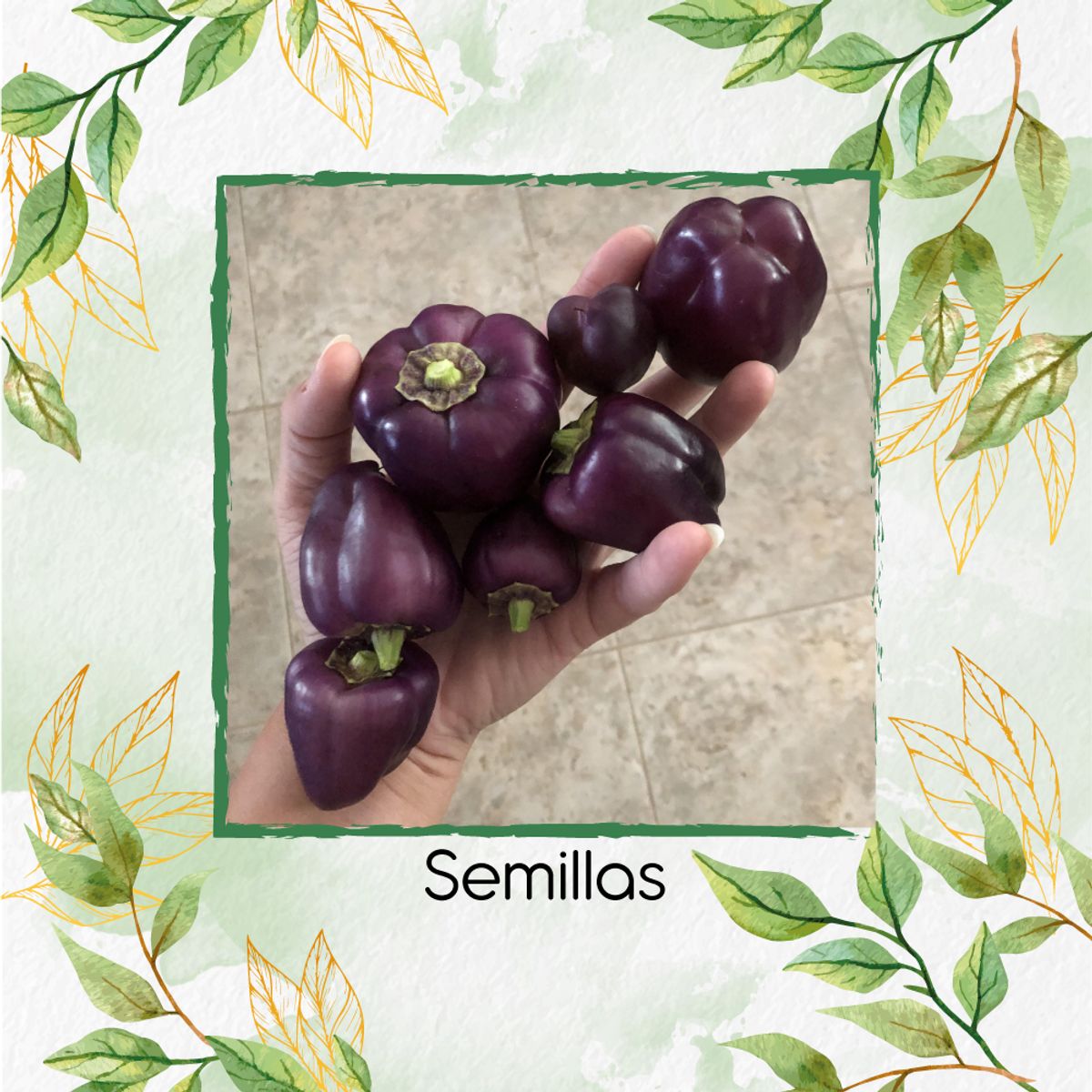 GENERICO - 1.400 Semillas Orgánicas De Pimentón Cherry Morado