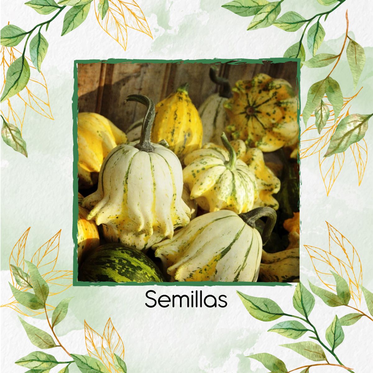 GENERICO - 10 Semillas Orgánicas De Calabaza Corona De Espinas