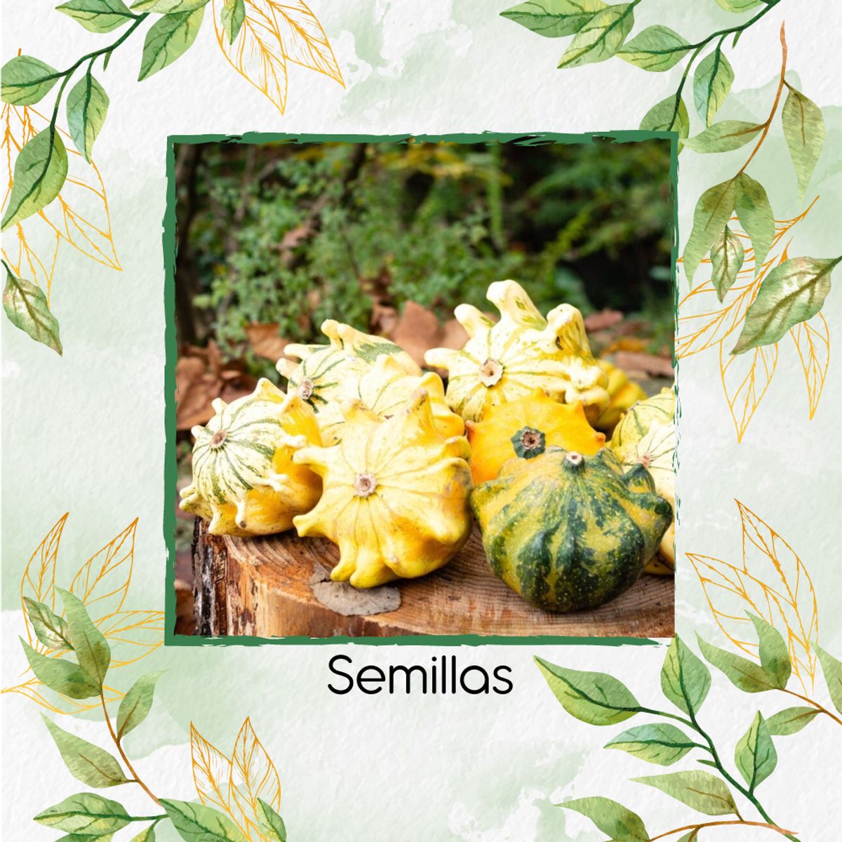GENERICO - 10 Semillas Orgánicas De Calabaza Corona De Espinas