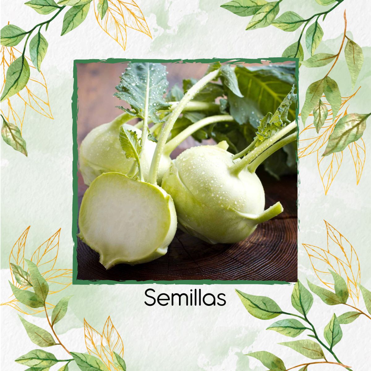 GENERICO - 400 Semillas Orgánicas De Colinabo Blanco De Viena