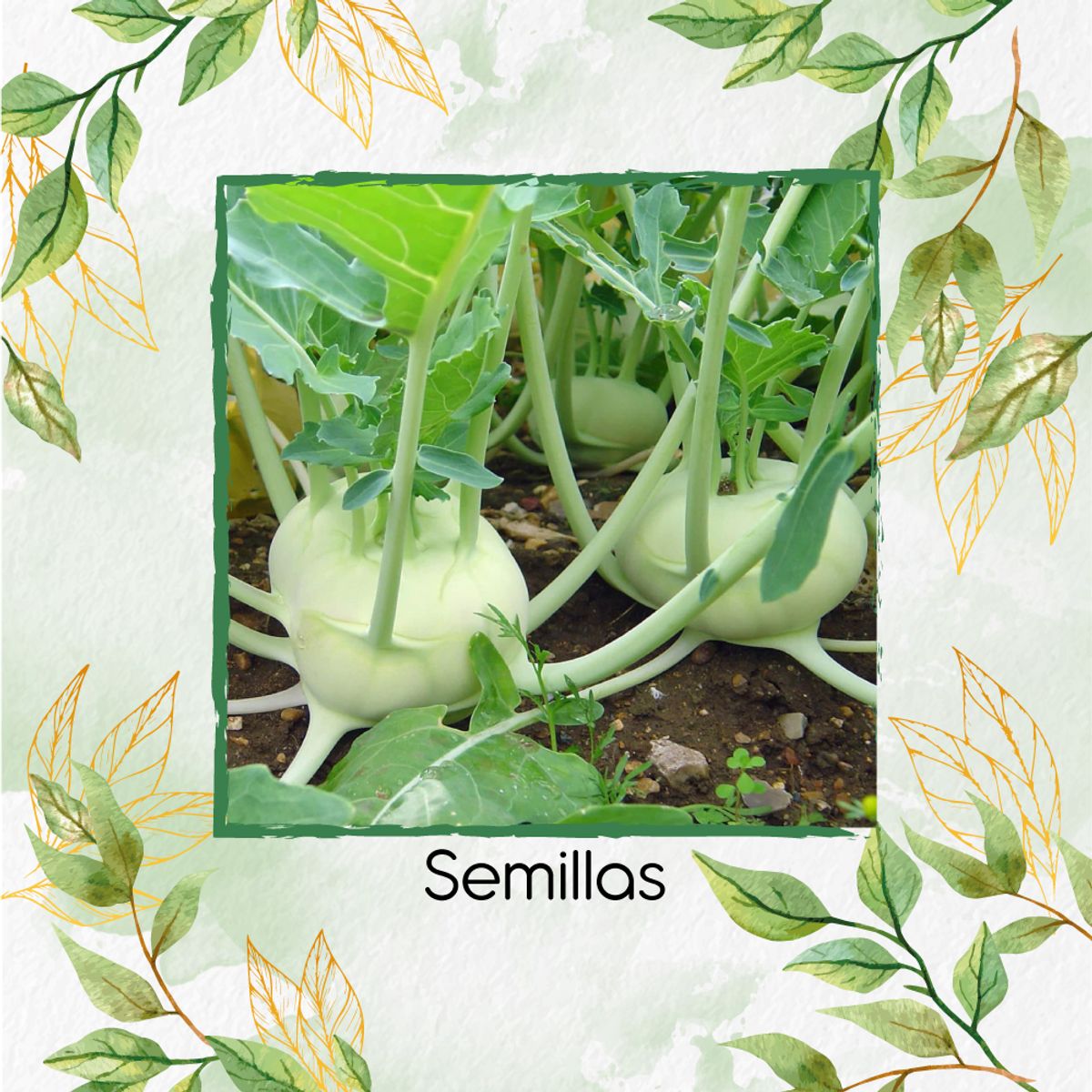 GENERICO - 400 Semillas Orgánicas De Colinabo Blanco De Viena