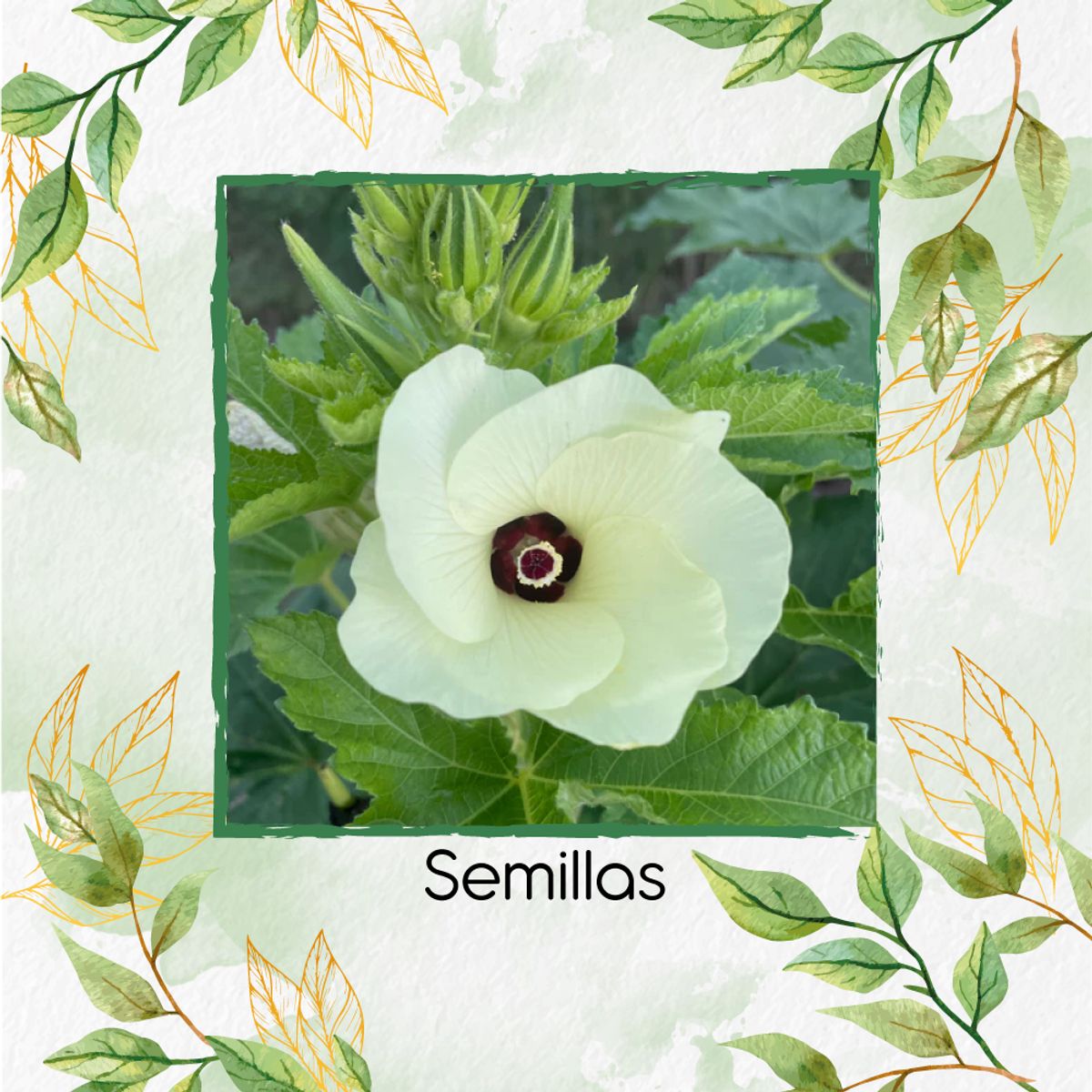 GENERICO - 80 Semillas Orgánicas De Okra Verde