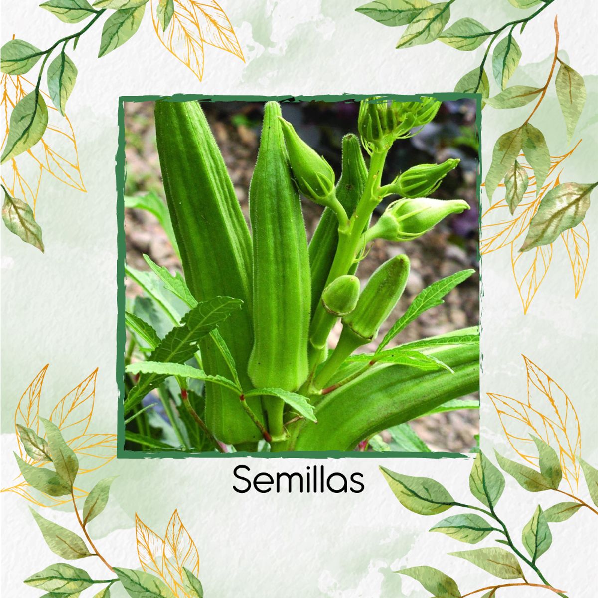 GENERICO - 160 Semillas Orgánicas De Okra Verde