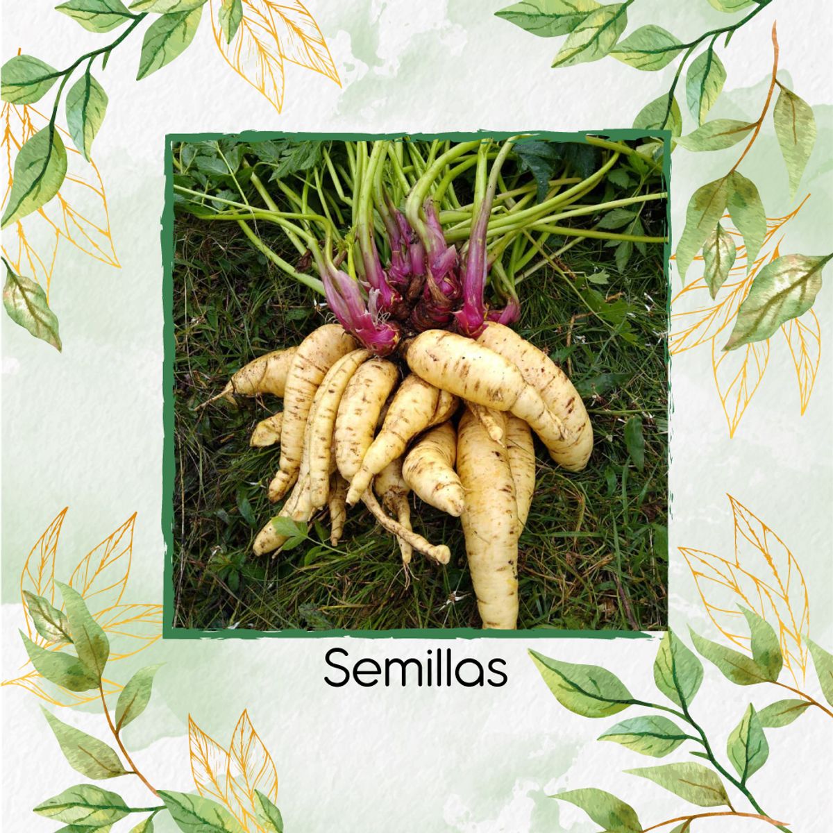 GENERICO - 8.000 Semillas Orgánicas De Arracacha