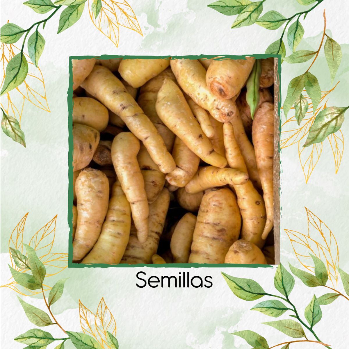 GENERICO - 8.000 Semillas Orgánicas De Arracacha