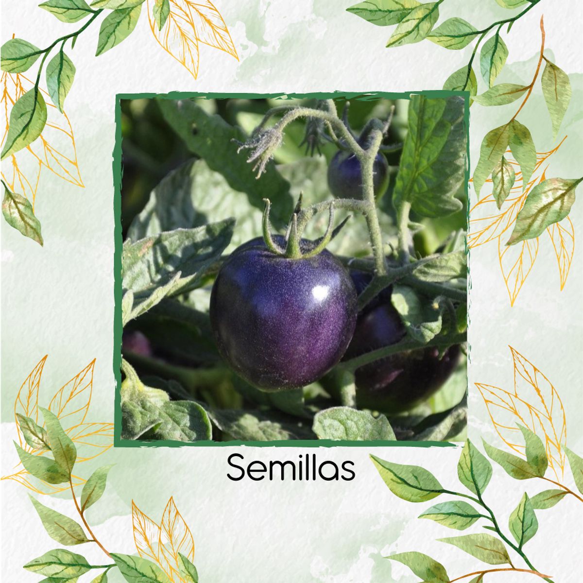 GENERICO - 33 Semillas Orgánicas De Tomate Morado