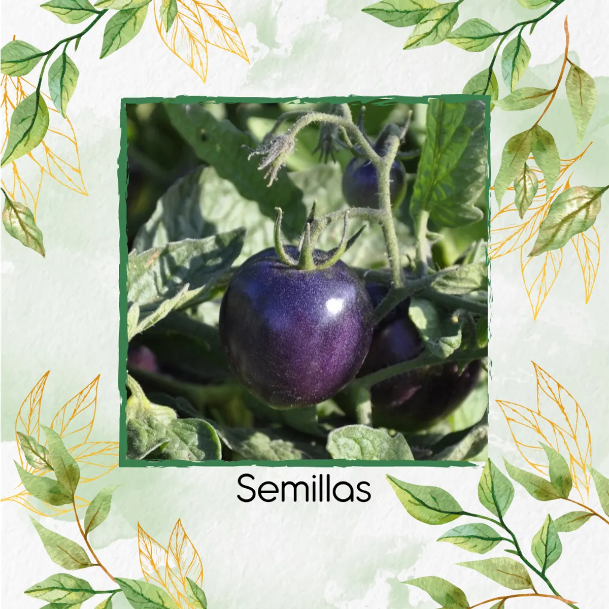 GENERICO - 650 Semillas Orgánicas De Tomate Morado