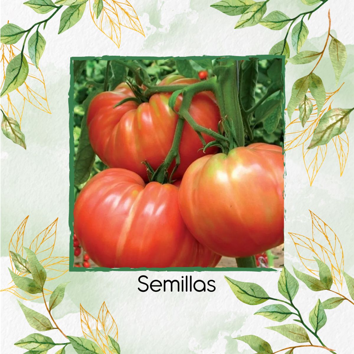 GENERICO - 65 Semillas Orgánicas De Tomate Belga Rosado
