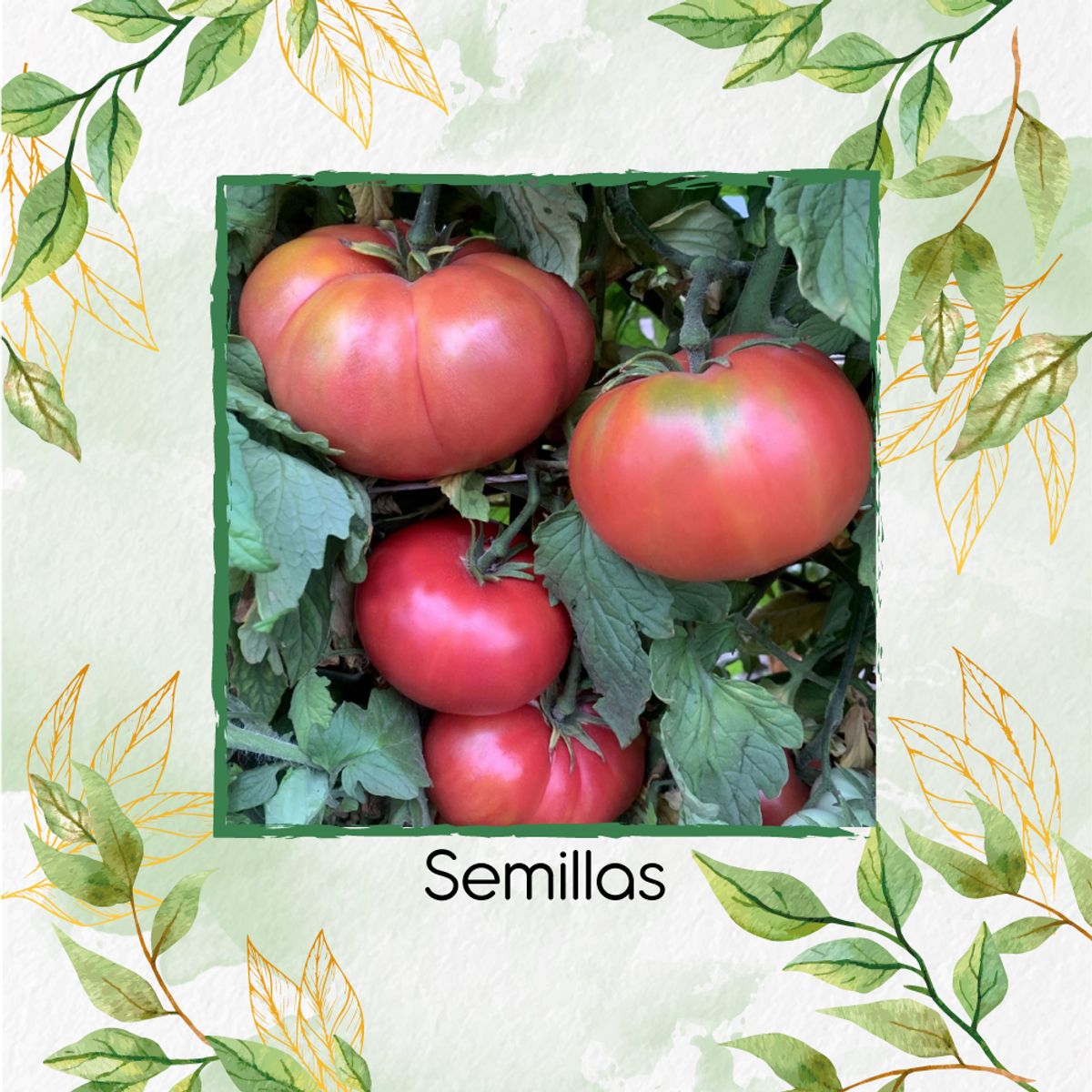 GENERICO - 65 Semillas Orgánicas De Tomate Belga Rosado