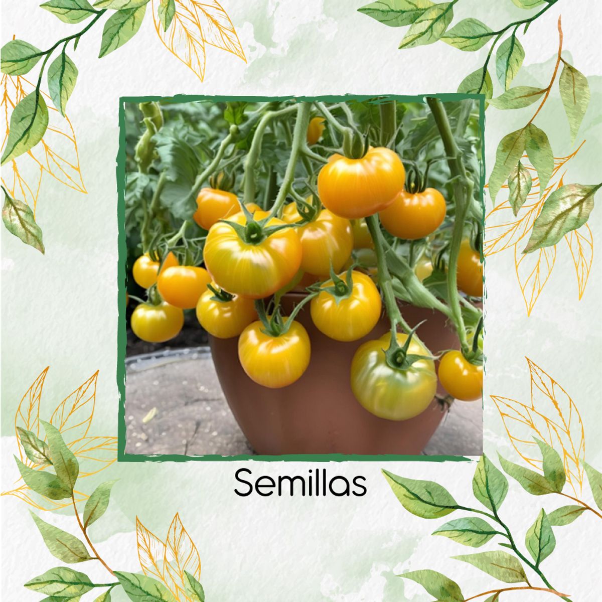 GENERICO - 17 Semillas Orgánicas De Tomate Beefsteak Amarillo