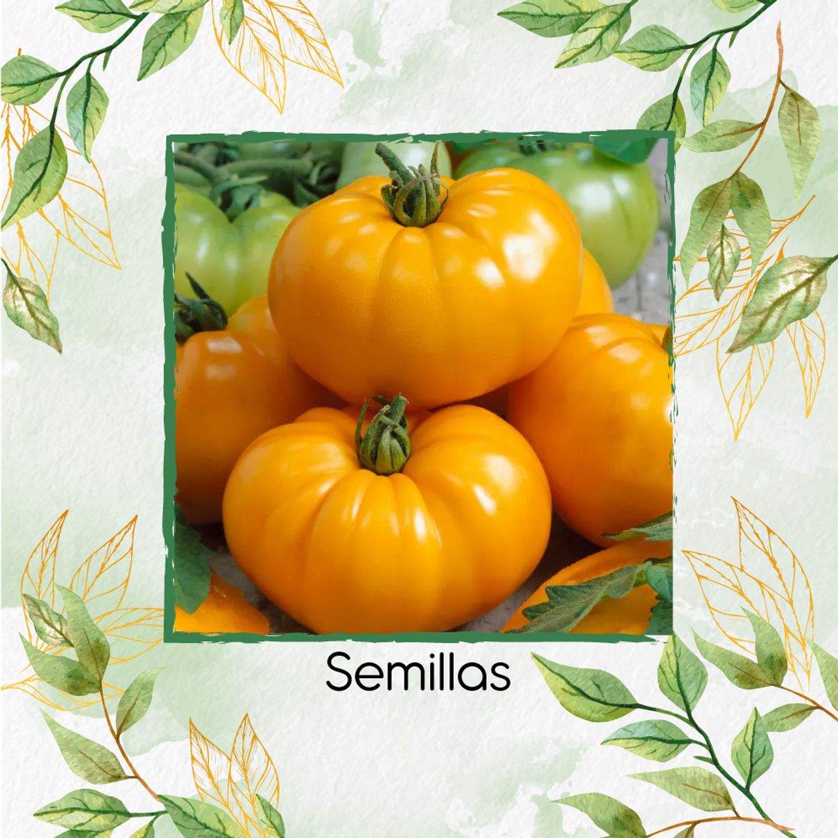 GENERICO - 17 Semillas Orgánicas De Tomate Beefsteak Amarillo