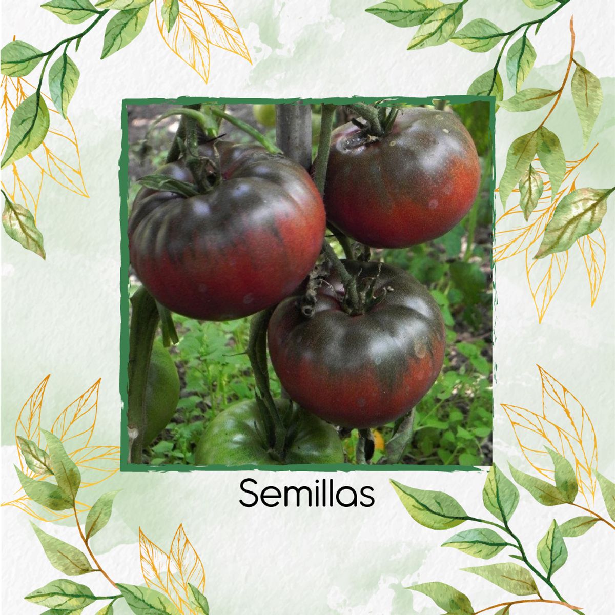 GENERICO - 130 Semillas Orgánicas De Tomate Tula Bicolor Negro