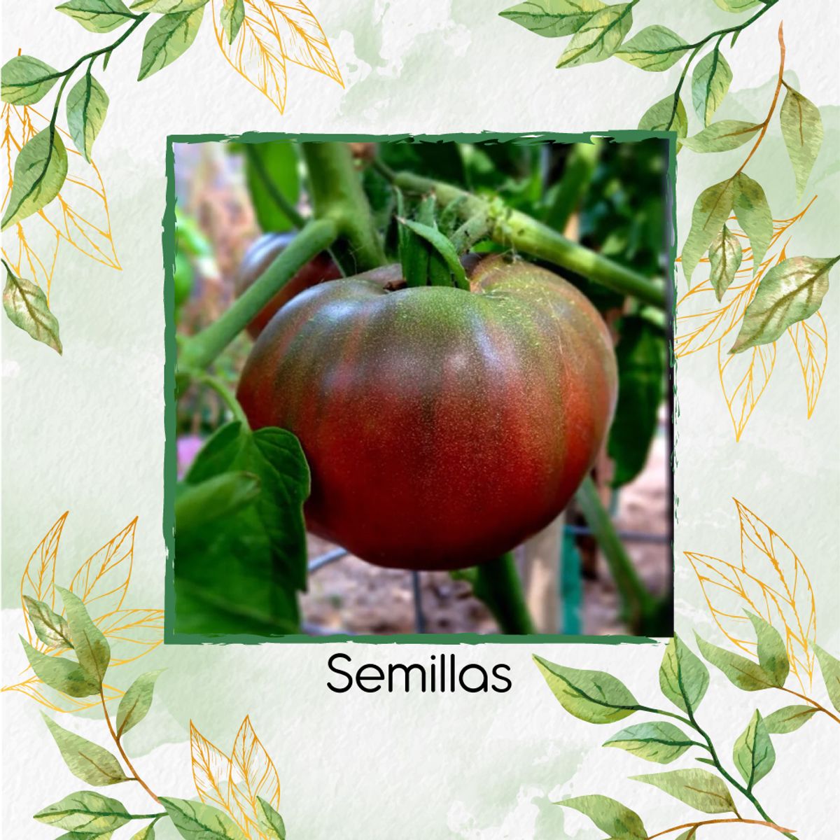 GENERICO - 325 Semillas Orgánicas De Tomate Tula Bicolor Negro