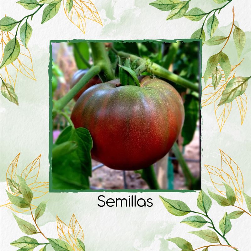 GENERICO - 650 Semillas Orgánicas De Tomate Tula Bicolor Negro