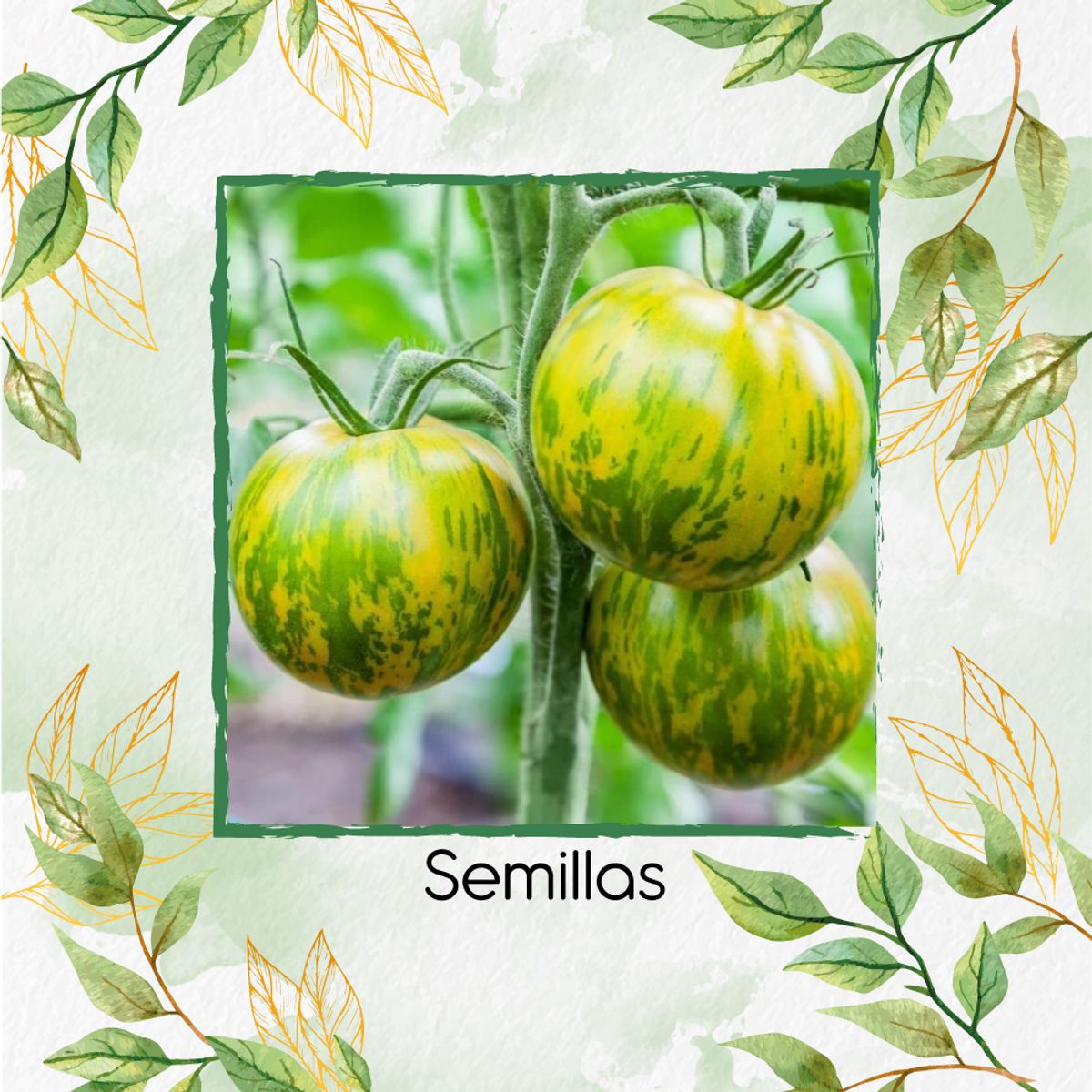 GENERICO - 1.300 Semillas Orgánicas De Tomate Cebra Verde