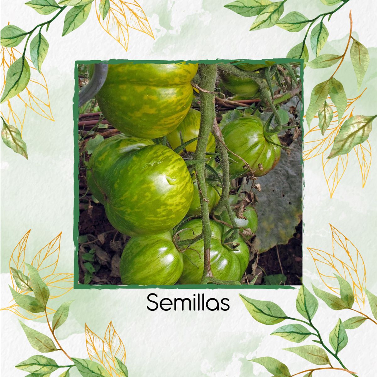 GENERICO - 1.300 Semillas Orgánicas De Tomate Cebra Verde