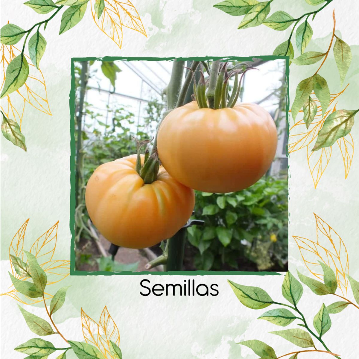 GENERICO - 130 Semillas Orgánicas De Tomate Amana Naranja