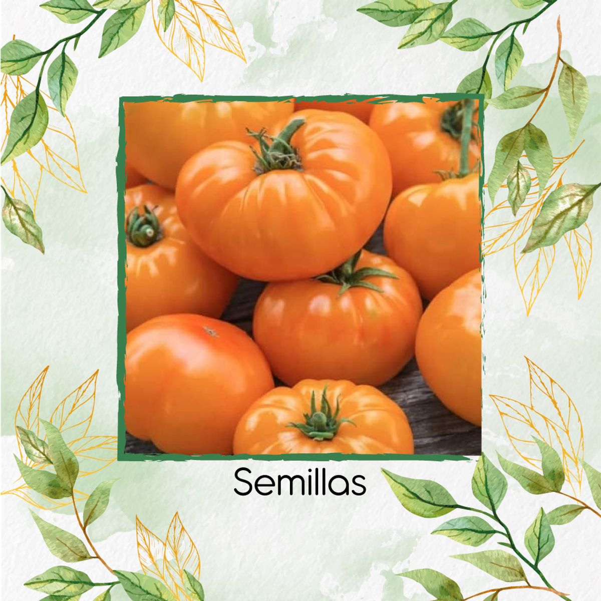 GENERICO - 130 Semillas Orgánicas De Tomate Amana Naranja