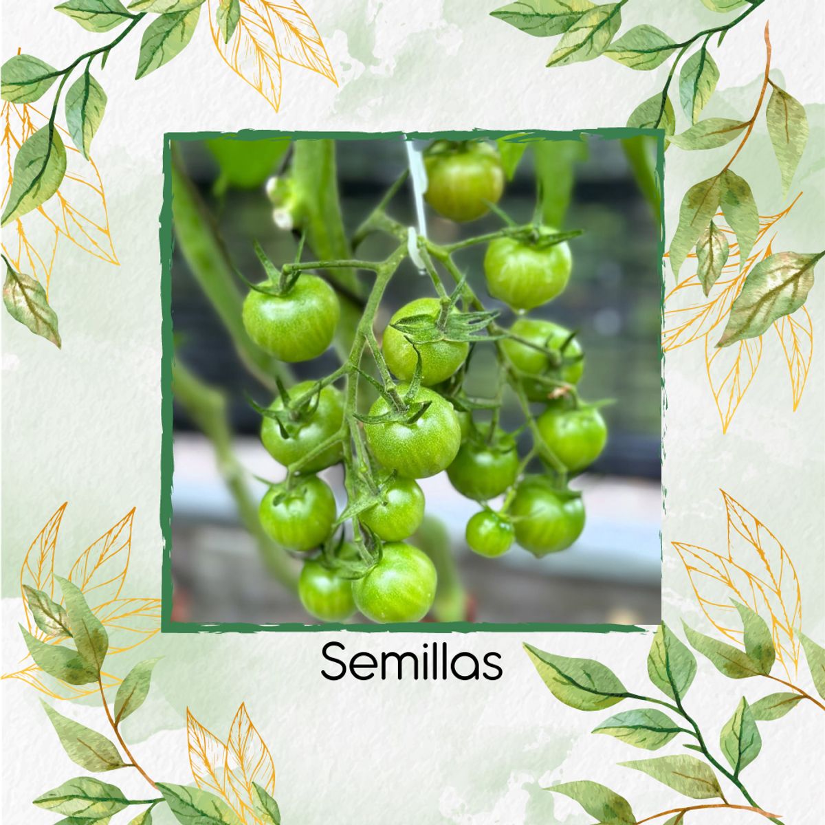 GENERICO - 17 Semillas Orgánicas De Tomate Cherry Cebra Verde