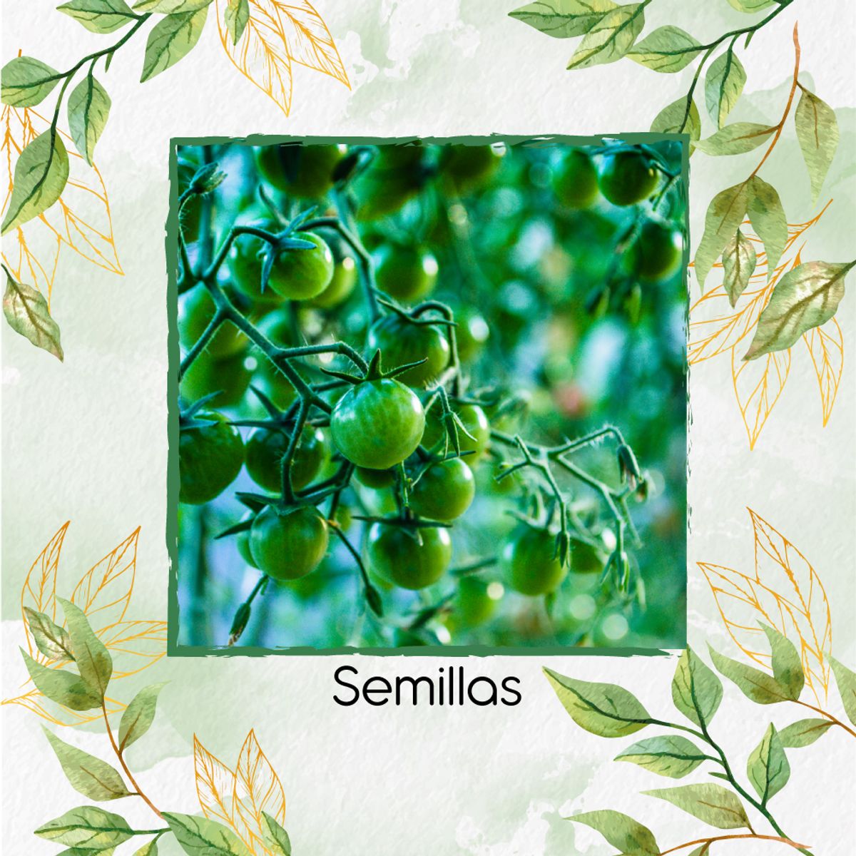 GENERICO - 17 Semillas Orgánicas De Tomate Cherry Cebra Verde