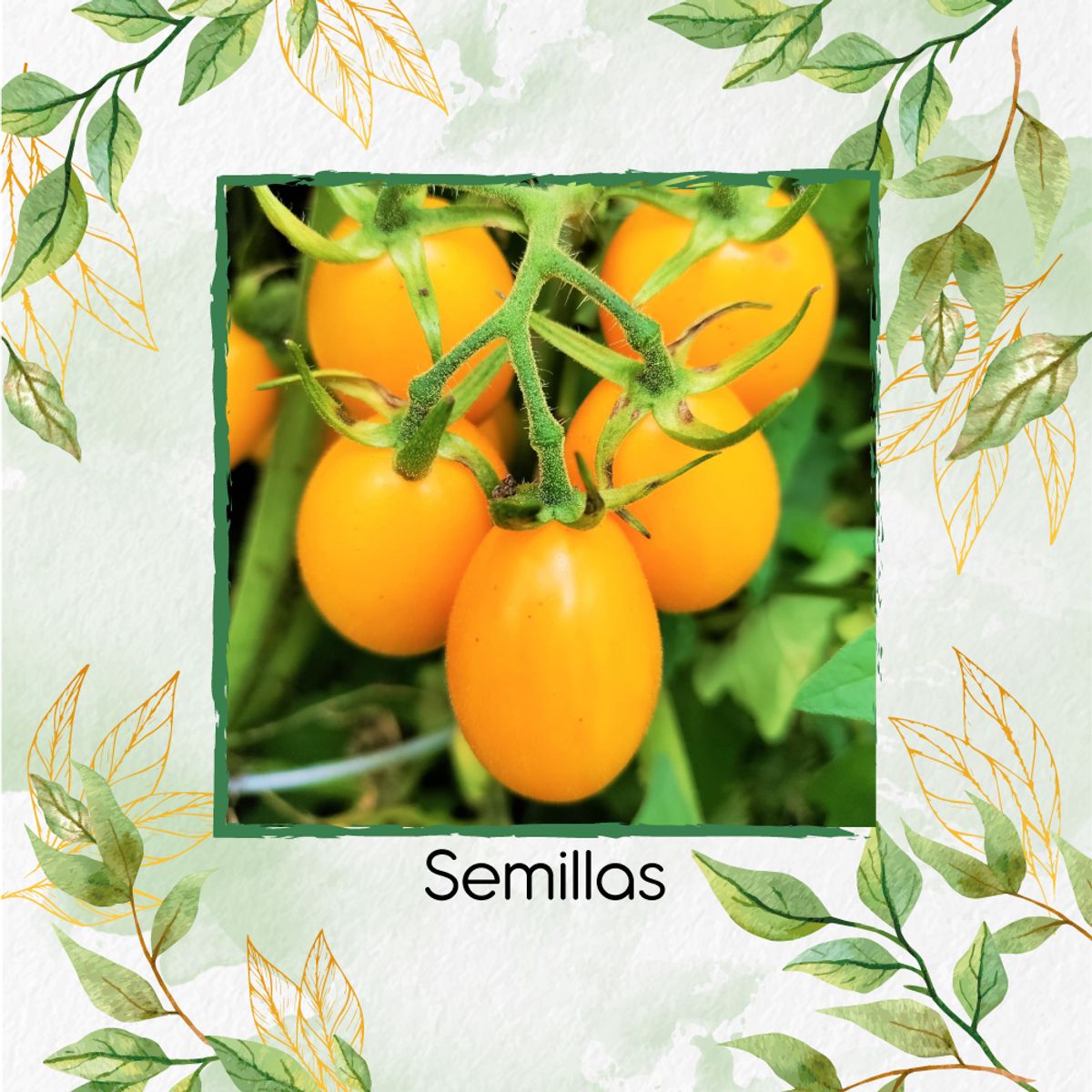 GENERICO - 650 Semillas Orgánicas De Tomate Cherry Uva Amarillo