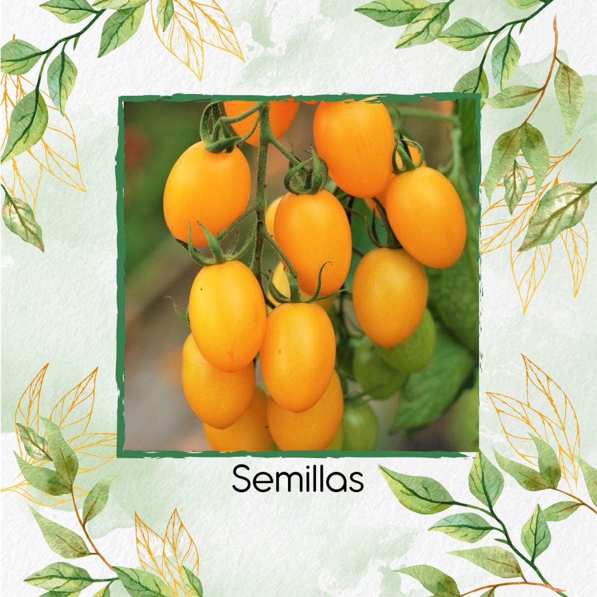 GENERICO - 650 Semillas Orgánicas De Tomate Cherry Uva Amarillo